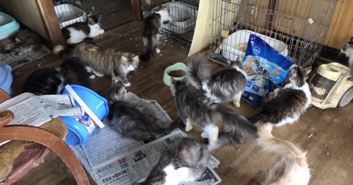 Veterinary forensic specialist seeks to identify cases of animal abuse