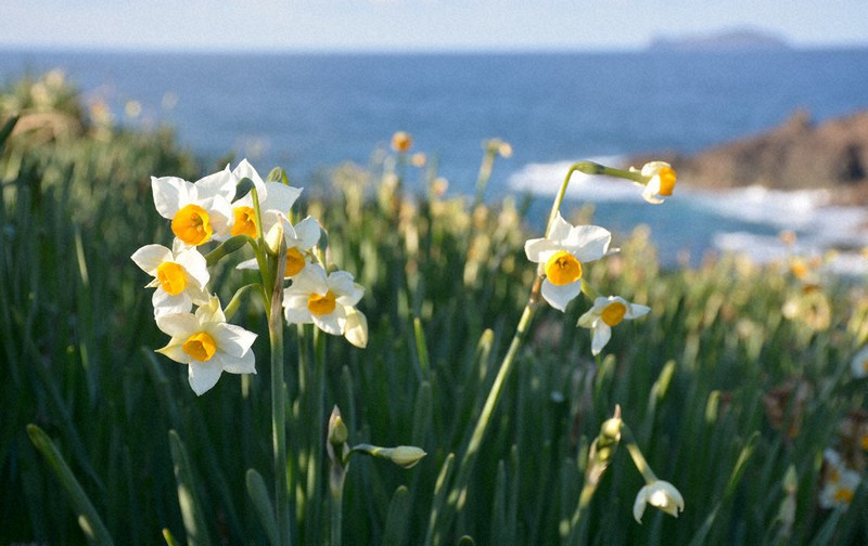 冬の海沿い 白い花 益田 唐音水仙公園 島根 毎日新聞