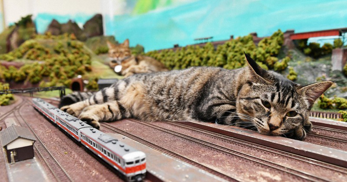 In Photos Cats and model railway at Osaka diner create monster movie