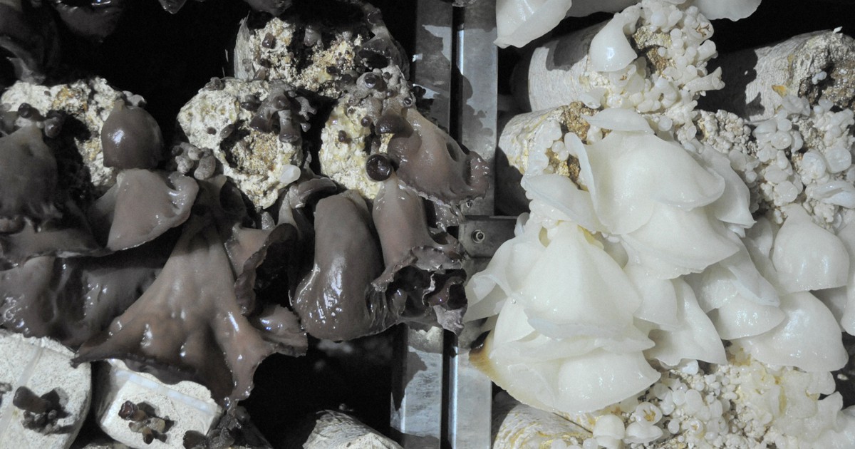 脱サラして目指した「キクラゲ界の頂点」 試行錯誤、輝く白さ | 毎日新聞