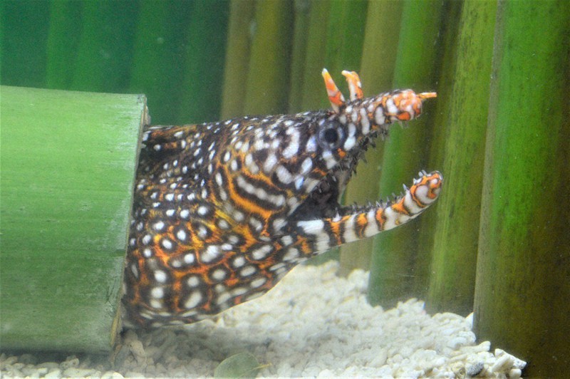 トラウツボ=広島県尾道市因島大浜町の福山大マリンバイオセンター水族館で、渕脇直樹撮影