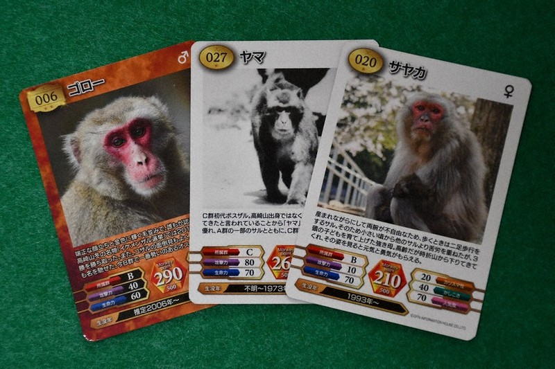 サルのトレカが人気 個々の魅力や能力数値化 高崎山自然動物園 ／大分