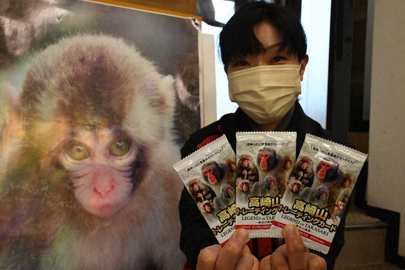 お猿ページ サルのトレカが人気 個々の魅力や能力数値化 高崎山自然動物園 ／大分