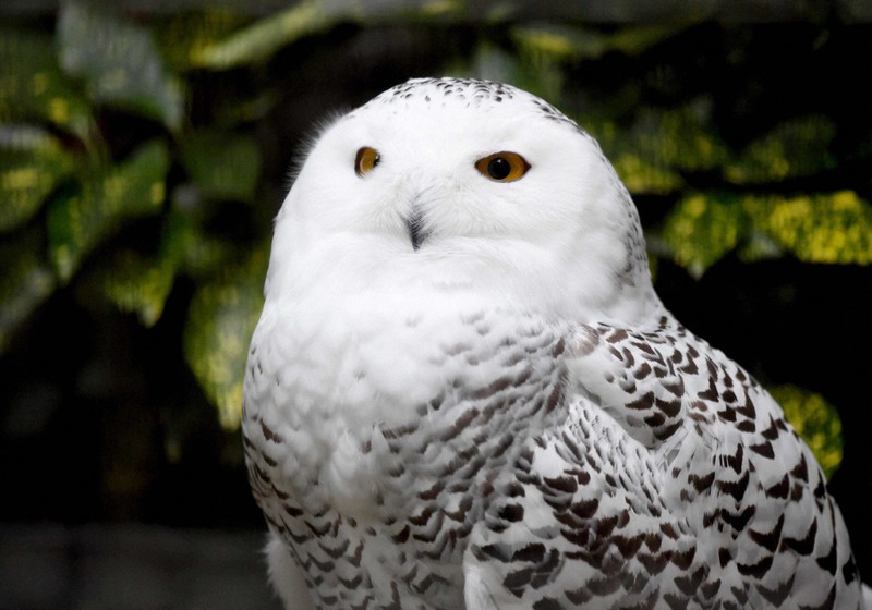 どうぶつ園の仲間たち：日中も活動 シロフクロウ 笑っているのでは
