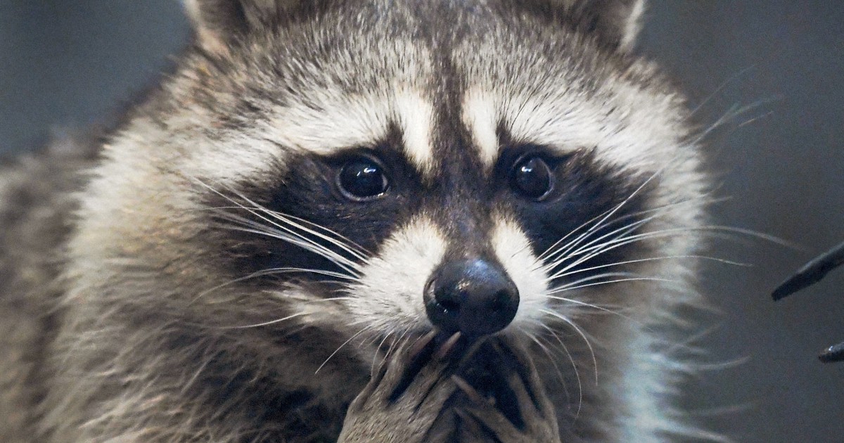 どうぶつ園の仲間たち：アライグマ、夜行性でもエサにそわそわ 実は