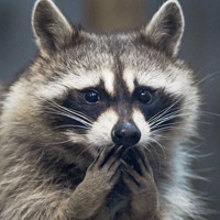 アライグマ、夜行性でもエサにそわそわ 実は鋭敏な指の感覚 [写真特集1