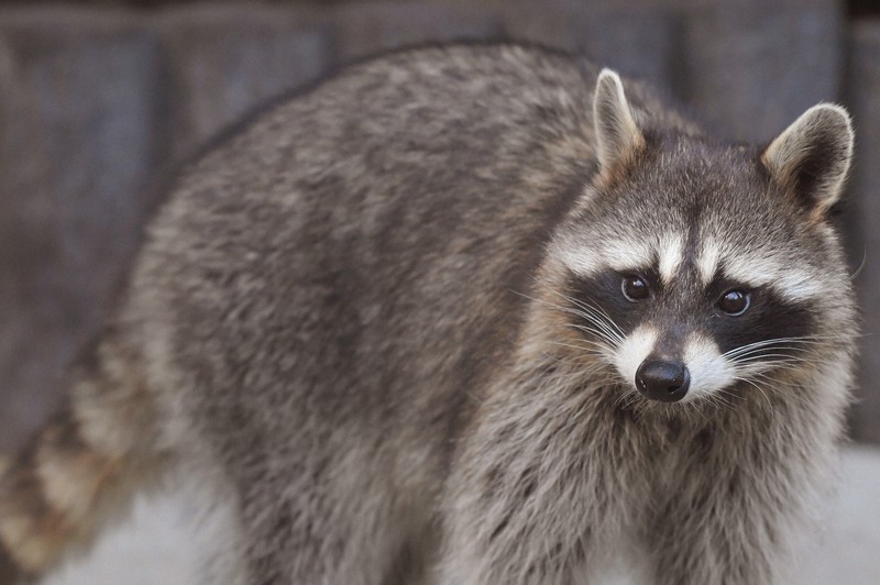 アライグマ 様 アライグマ、夜行性でもエサにそわそわ 実は鋭敏な指の感覚 [写真特集1