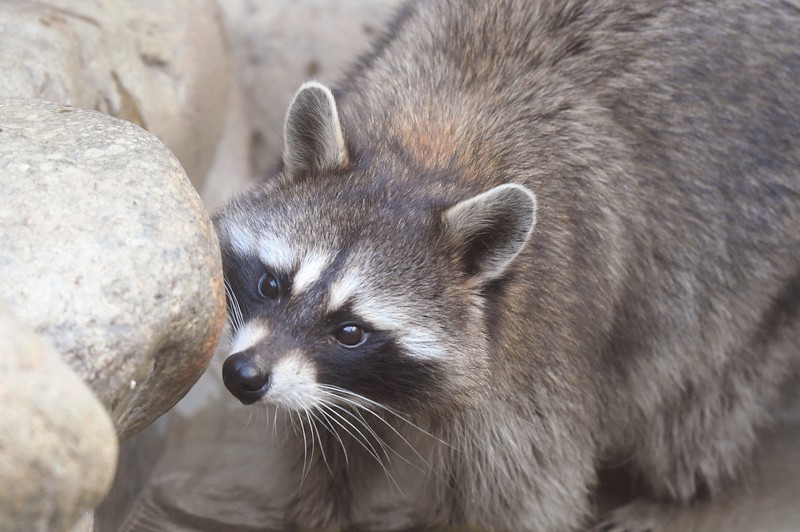 アライグマ、夜行性でもエサにそわそわ 実は鋭敏な指の感覚 [写真特集2