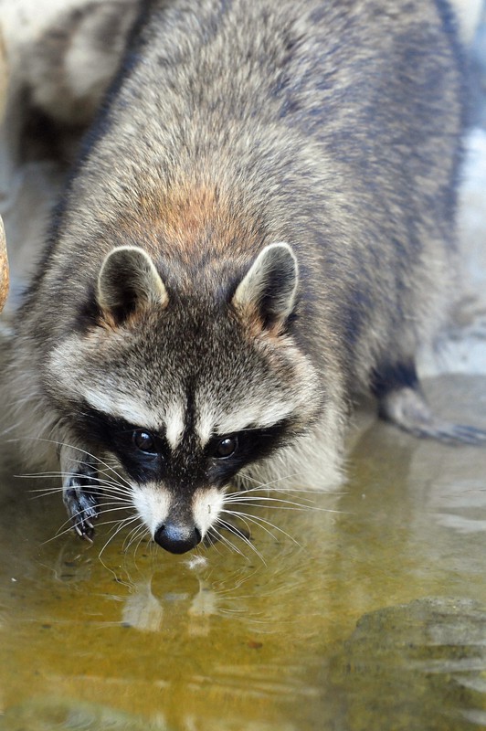 アライグマ、夜行性でもエサにそわそわ 実は鋭敏な指の感覚 [写真特集1
