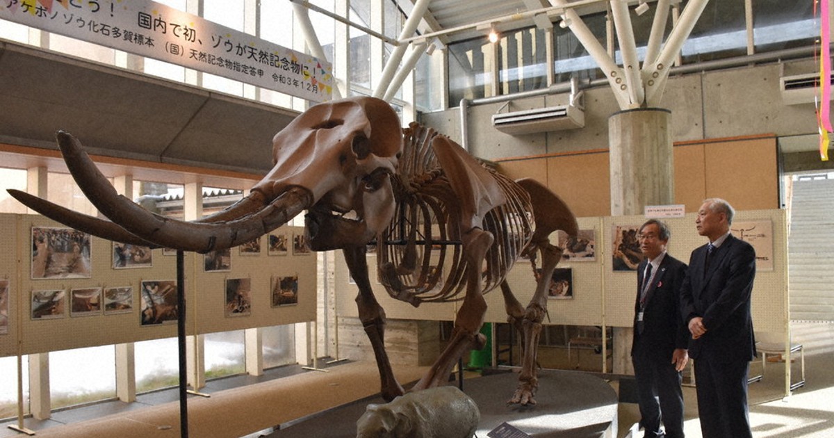 ステゴンドン科　アケボノ象　キバ化石 日本の固有種、アケボノゾウ 多賀町立博物館 | 滋賀県博物館協議会