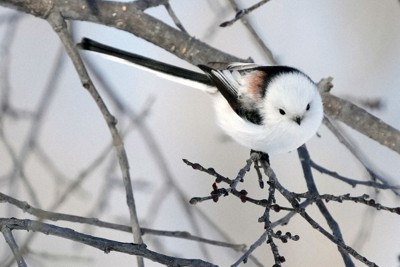 雪の妖精 シマエナガ予想外の人気 羽毛ふわふわ つぶらな瞳 毎日新聞 雪の妖精 シマエナガ予想外の人気 羽毛ふわふわ つぶらな瞳 毎日新聞