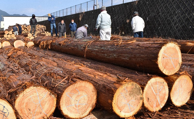 初競りにかけられたヒノキ=三重県尾鷲市矢浜の尾鷲木材市場で2022年1月13日、下村恵美撮影