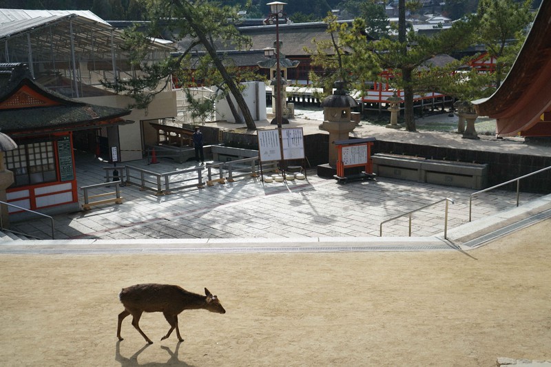 正月のにぎわい一転 閑散 まん延防止で宮島に打撃 しょうがない 毎日新聞 正月のにぎわい一転 閑散 まん延防止で宮島に打撃 しょうがない 毎日新聞