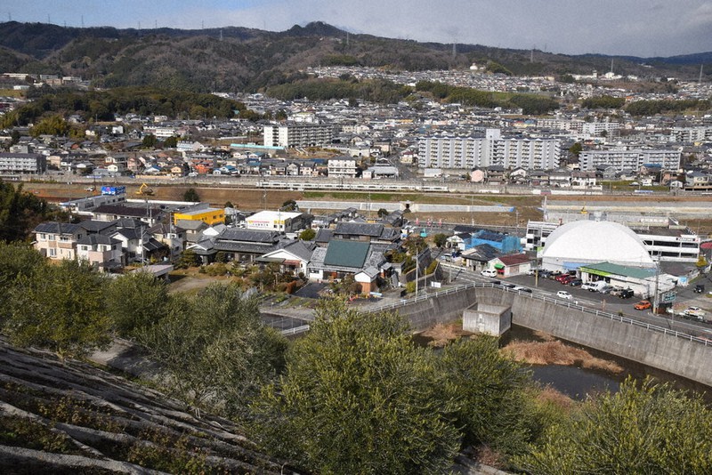 住宅地の斜面(のり面)の町有地に植えられているオリーブの木。大和川をはさんで関西線が走り、信貴山や生駒山が望める=王寺町で