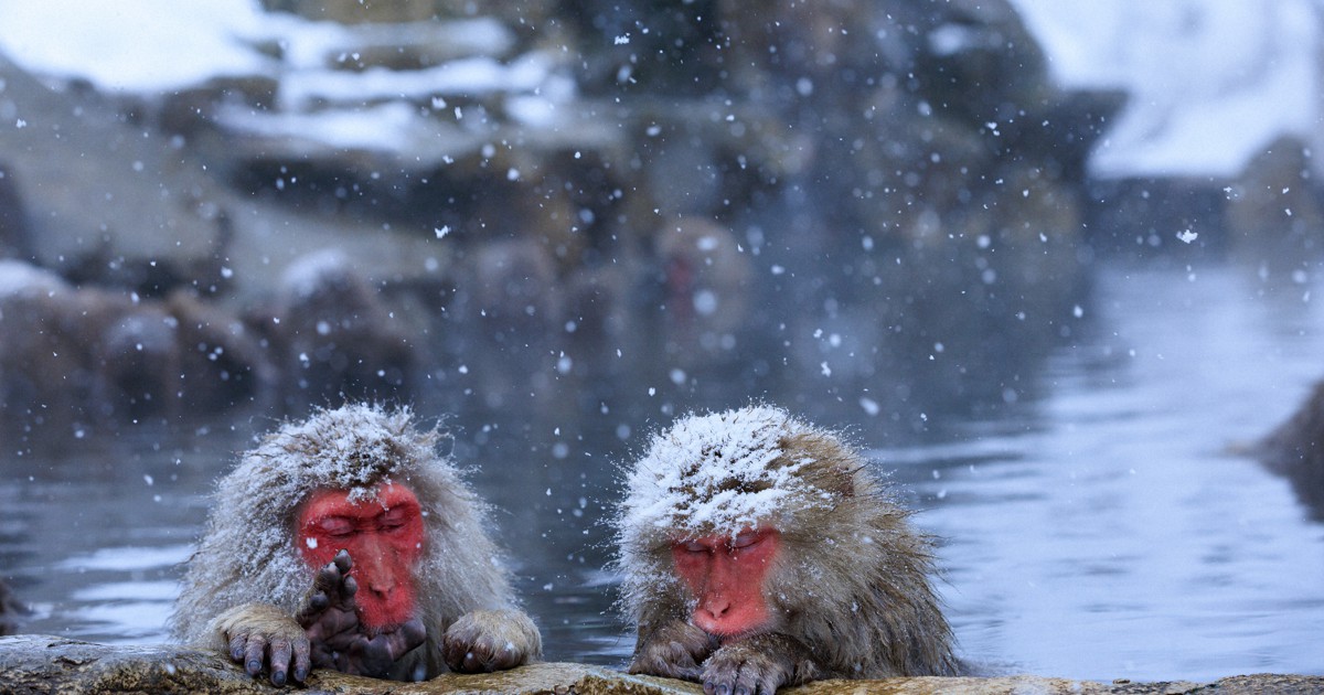 芯までぽかぽか ニホンザルが集う地獄谷の極楽湯 [写真特集1/16