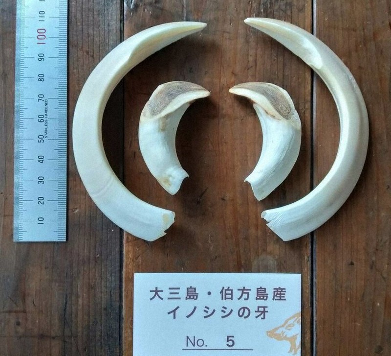 大猪の歯の根イノシシのハノネ 加われ