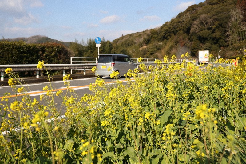 寒さに負けず春の気配 県内各地で菜の花見ごろ 日出のハーブ園で3万本色付く 臼杵の国道沿いでも 大分 毎日新聞