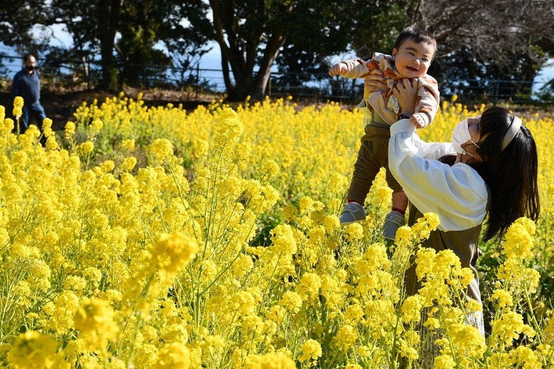 寒さに負けず春の気配 県内各地で菜の花見ごろ 日出のハーブ園で3万本色付く 臼杵の国道沿いでも 大分 毎日新聞