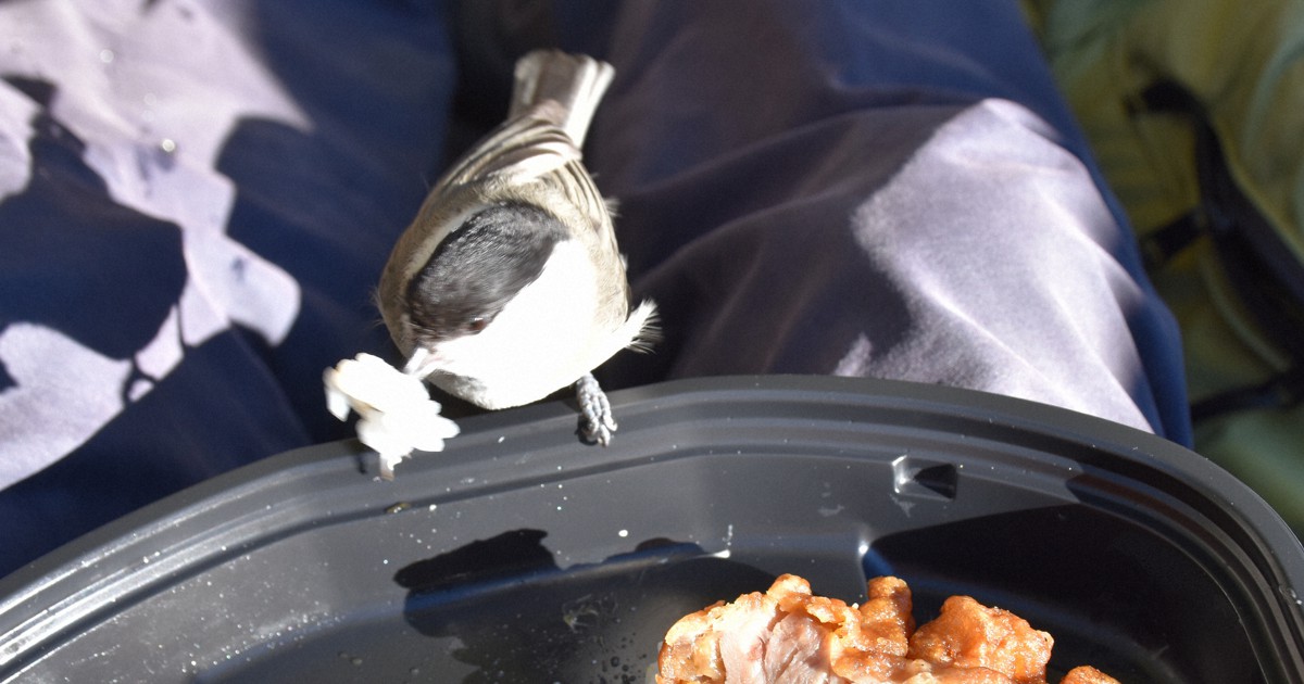 山頂で弁当を食べると手に小鳥が…餌付けの結果? 専門家の警告 | 毎日新聞