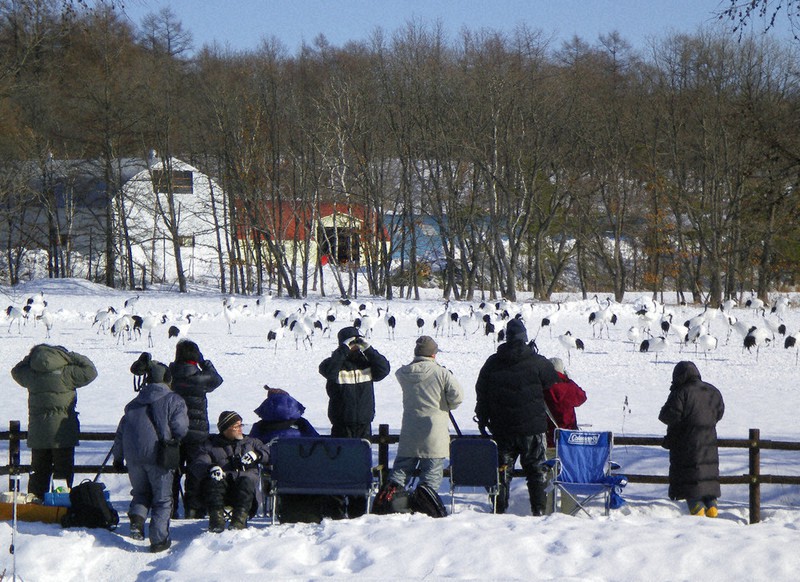 厳冬期、給餌場に集まるタンチョウ=北海道鶴居村の「鶴見台」で2010年1月(タンチョウ保護研究グループ提供)
