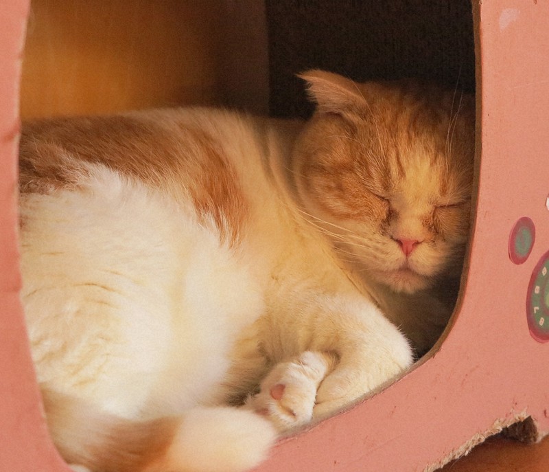 猫カフェから うちの子 に 里親希望増加 救われた命が癒やしに 毎日新聞