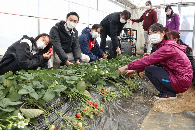 野々村教授(左から4人目)の指導でイチゴを収穫する学生ら=奈良市中町の近畿大学農学部で2022年1月19日午後3時25分、稲生陽撮影