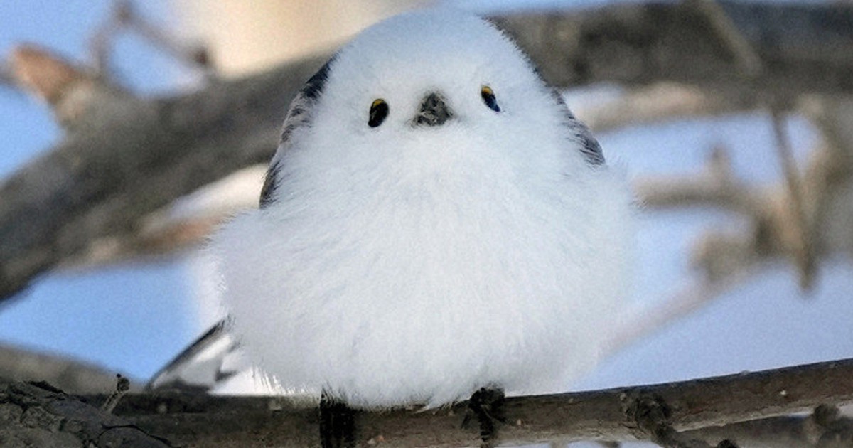 白くてふわふわ、シマエナガ人気 札幌の公園 | 毎日新聞
