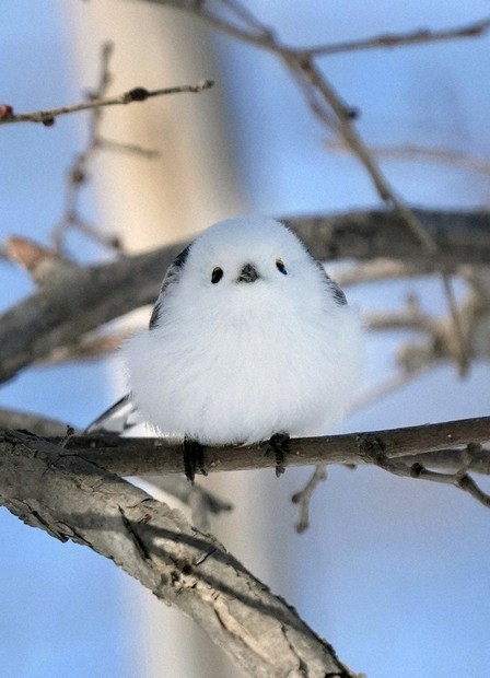 白くてふわふわ、シマエナガ人気 札幌の公園 | 毎日新聞