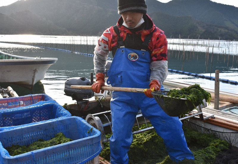 収穫期を迎えたアオサノリ=三重県紀北町矢口浦で2022年1月21日、下村恵美撮影