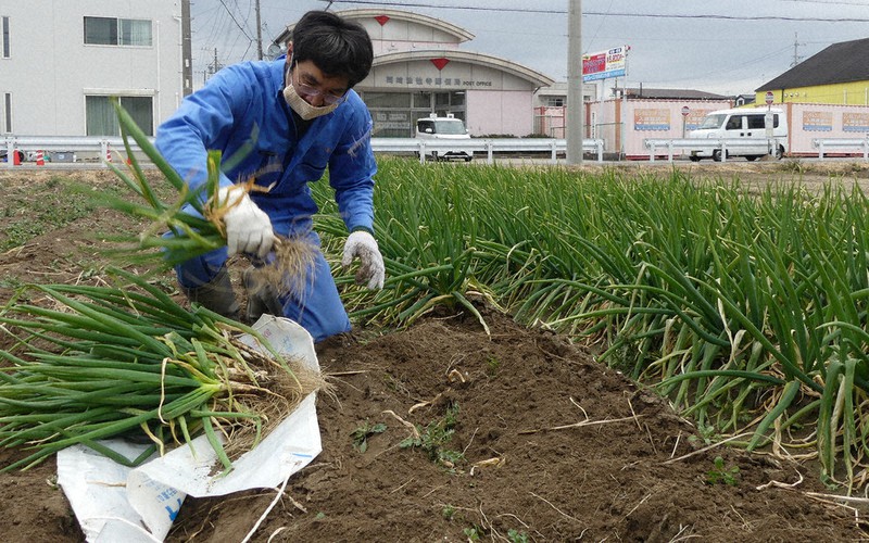 大きく育ったネギを収穫する八田昌史さん=愛知県岡崎市法性寺町で2022年1月25日、渡辺隆文撮影