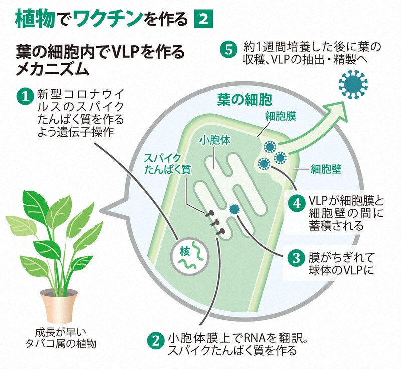 大量生産が短期間で可能に 植物の力で新型コロナのワクチン開発 毎日新聞