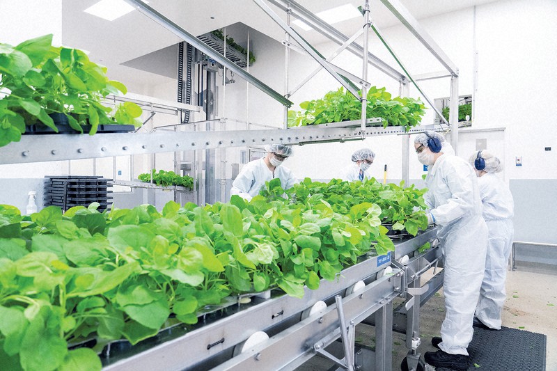 メディカゴ社が新型コロナウイルスワクチンを製造する植物工場=田辺三菱製薬提供