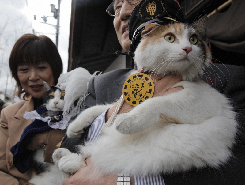 いちご電車 たま駅長 置物 陶器 レア 冬服 招き猫 三毛猫 リアル いちご電車 たま駅長 置物 陶器 レア 冬服 招き猫 三毛猫 リアル