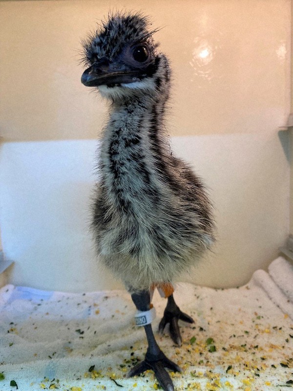 ふ化して数日のエミューのひな=愛媛県立とべ動物園提供