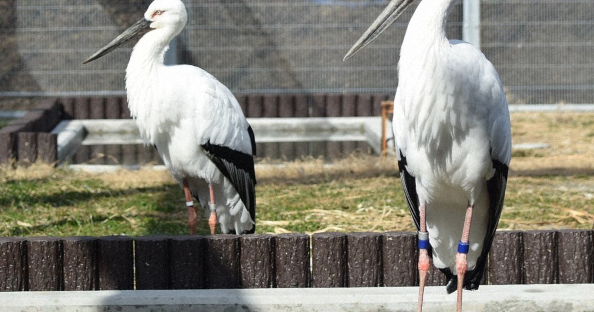 鴻巣で市名の由来 コウノトリの公開始まる 空 花 と命名 毎日新聞 鴻巣で市名の由来 コウノトリの公開始まる 空 花 と命名 毎日新聞
