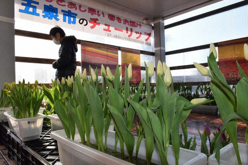 五泉に 一足早い春 市役所にチューリップ1600本 新潟 毎日新聞