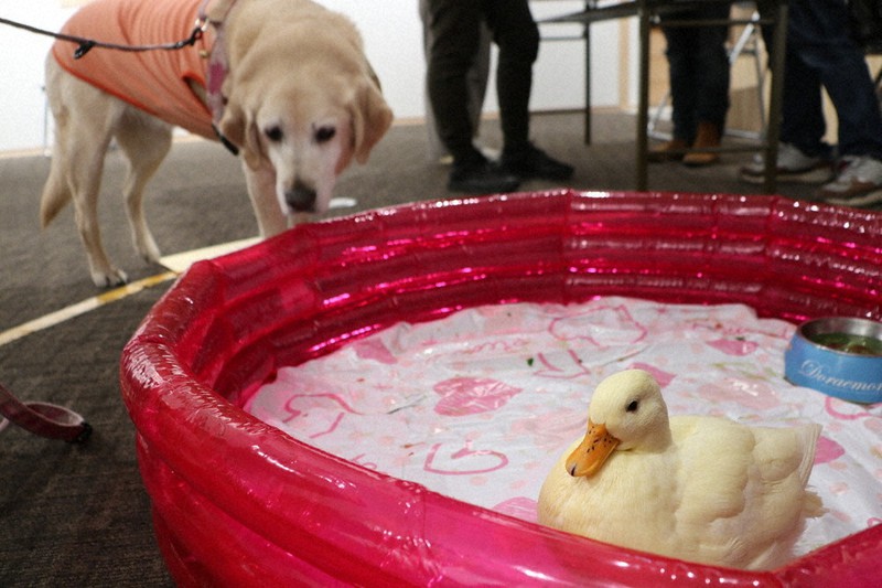 ついに写真展も…コールダックのKちゃん、ならまちの人気者 | 毎日新聞