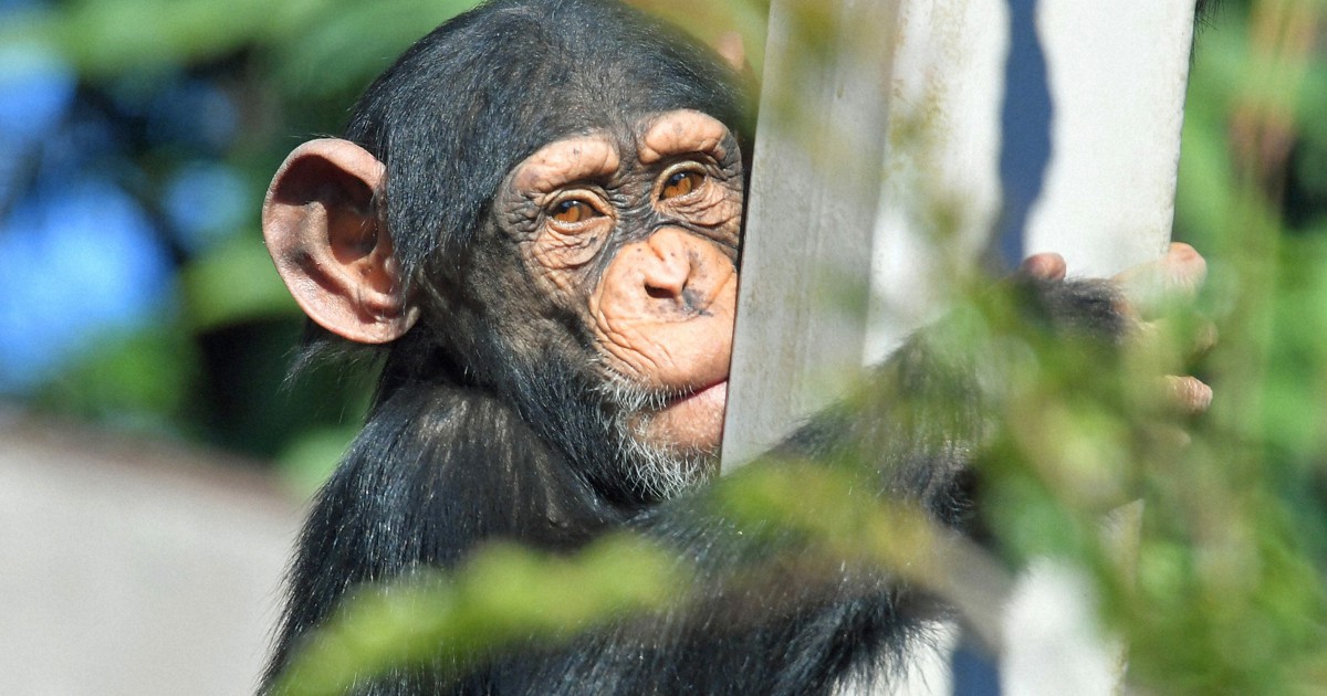 どうぶつ園の仲間たち：ニシチンパンジー、道具を器用に使う高い知能