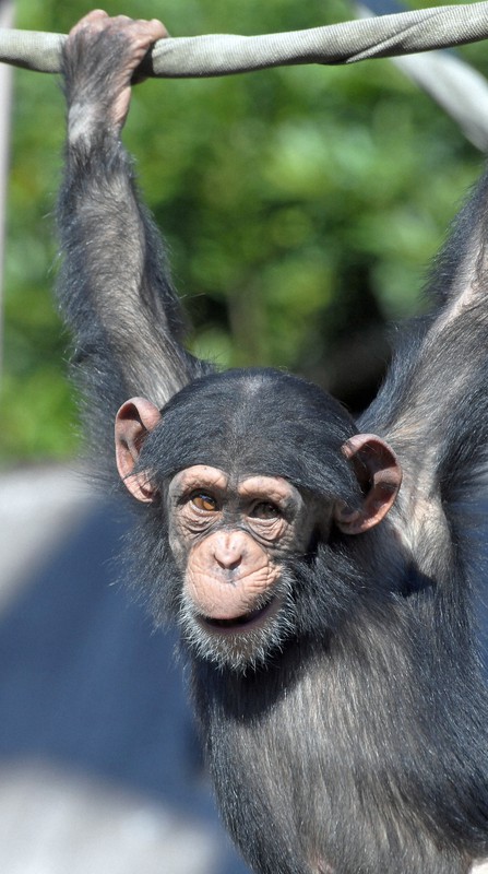 どうぶつ園の仲間たち：ニシチンパンジー、道具を器用に使う高い知能