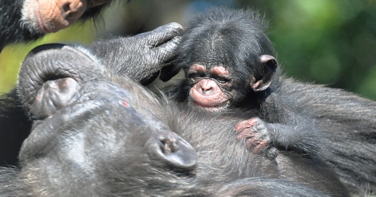 どうぶつ園の仲間たち：ニシチンパンジー、道具を器用に使う高い知能