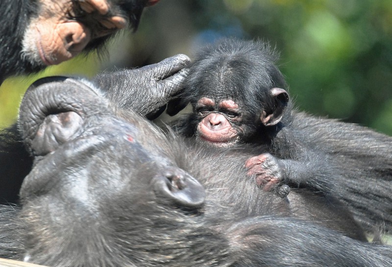 どうぶつ園の仲間たち：ニシチンパンジー、道具を器用に使う高い知能