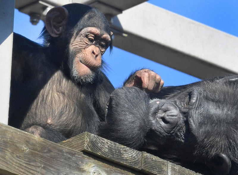 どうぶつ園の仲間たち：ニシチンパンジー、道具を器用に使う高い知能