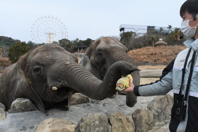 ゾウに特製恵方巻き 長さ30センチをペロリ 和歌山 白浜 毎日新聞