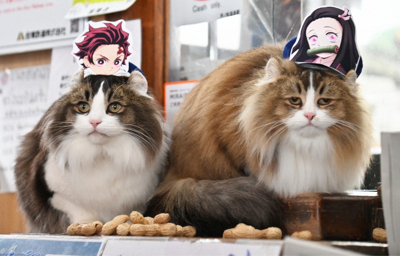 コロナの鬼を退治するニャ 芦ノ牧温泉駅で「猫駅長」2匹が豆まき
