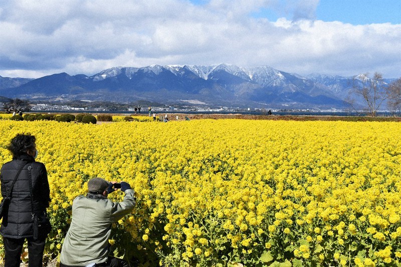 一面の黄色 雪解かせ 守山の菜の花畑 滋賀 毎日新聞