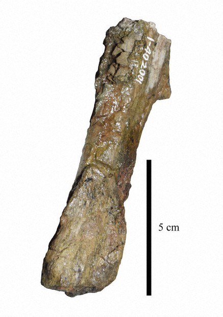 40年前発掘の化石、実は恐竜だった 福島県立博物館 | 毎日新聞
