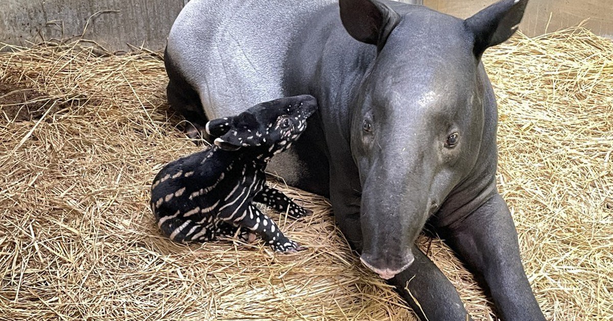 17年ぶりマレーバク赤ちゃん 斑点模様は今だけ 横浜ズーラシア 毎日新聞