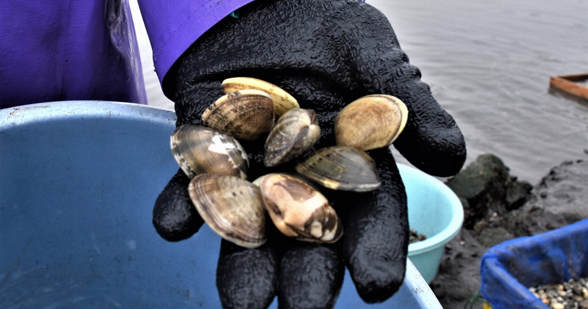 熊本県産アサリ偽装 踏みにじった漁師の努力 激減からの取り組み