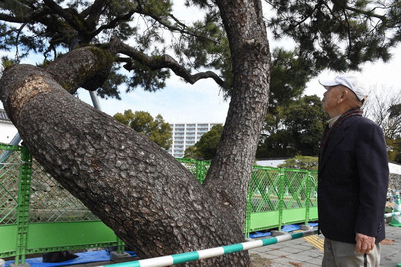黒松樹齢約100年 樹齢100年超、クロマツは残った 大分城址公園前で傾き歩行の妨げに