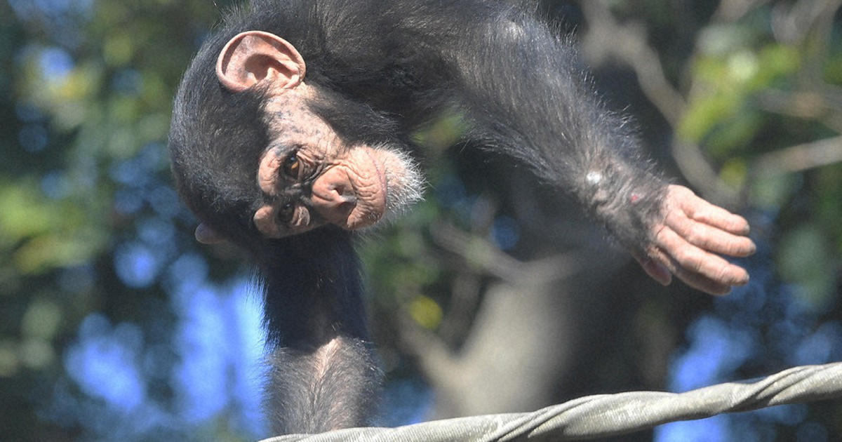 どうぶつ園の仲間たち：ニシチンパンジー 到津の森公園 道具を器用に